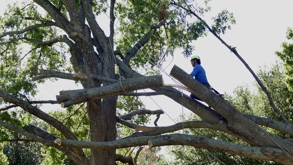 Professional Hazardous Tree Removal performed by certified arborists in Waukena